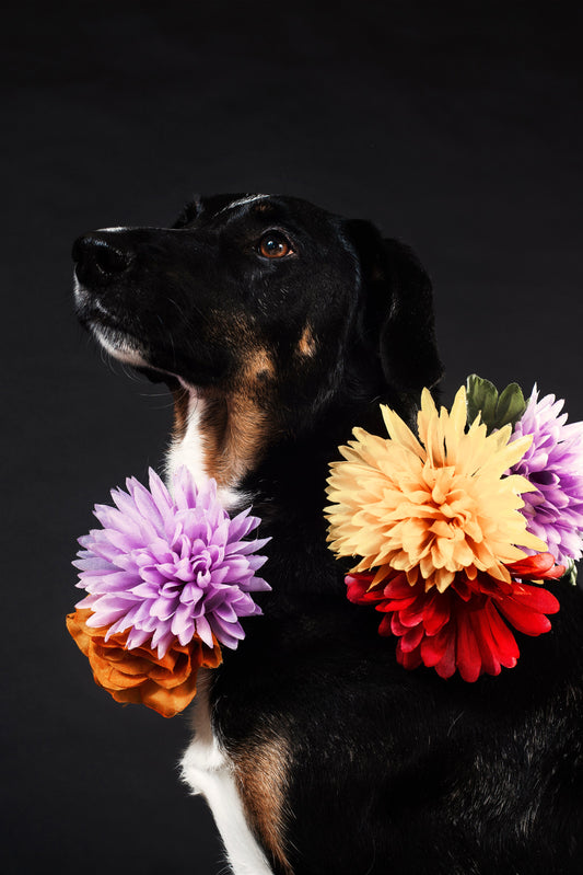 Joyful Living Essentials on Your Journey with Your Pet